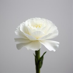 Obraz premium Delicate Layers of White: An Elegant Bloom in Soft Light Revealing the Beauty of Simple, Pure Florals.