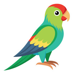 Parakeet isolated on white background