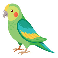 Parakeet isolated on white background