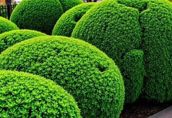 Intricate topiary hedges, vibrant green leaves, meticulously shaped bushes, topiary,  botanical