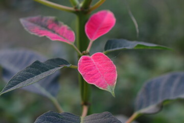 baganbilash rose. beautiful rose. baganbilash. white and pink flower petals. Pink Bouganvilla flowers are blooming in spring season. They are also known as Buganvilla, Bougenville, Jahanami