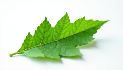 Obraz premium Single leafy branch isolated on white surface, green, botanical