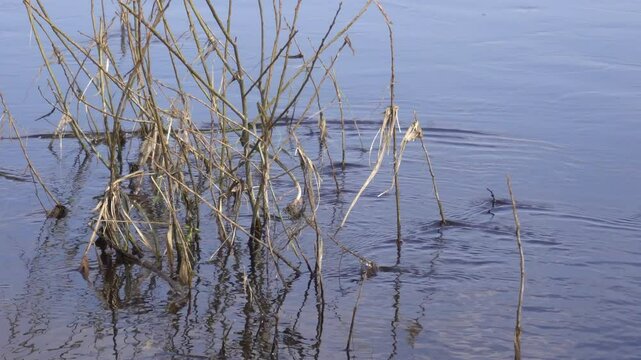 Turbid water with algae in a spring river, background. Copy space for text