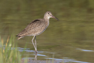 Willet, Tringa semipalmata, in a lagoon,coastal Florida, USA