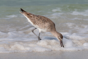 Willet, Tringa semipalmata, catching shellfish, coastal Florida, USA
