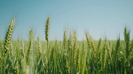 Fototapeta premium A field of green wheat stalks under a clear blue sky on a bright sunny day in the countryside