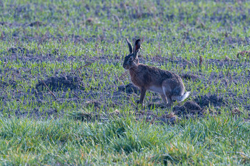 Feldhase im Sommer im Gegenlicht am Morgen