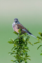 Bluthänfling (Linaria cannabina) Männchen	