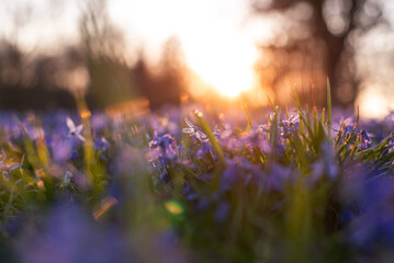 Obraz premium field of purple flowers scilla siberica Siberian squill in the park in spring sunset beautiful 