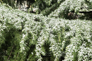 Green fir tree branches covered with snow in the forest. Christmas background