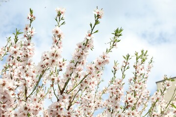 Beautiful blossoming cherry plum tree with white flowers outdoors, low angle view