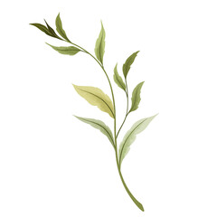 Wildflowers Leaves Invitation Plant Watercolor