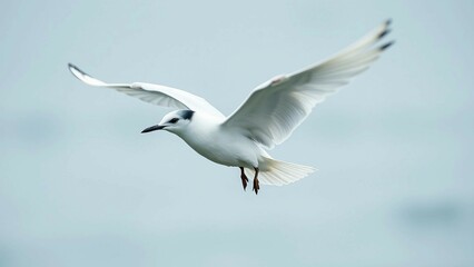 Obraz premium White arctic tern fly wings deployed on a transparent background