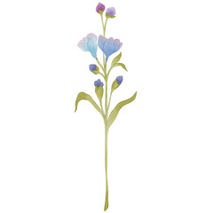 Wildflowers Plant Leaves Blossom Watercolor