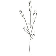 Wildflowers Lineart Outline Hand Drawn