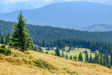 Dense spruce forest on the mountain slopes and wooden huts on a sunny green meadow.