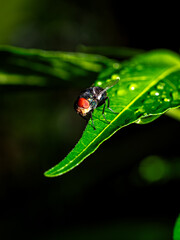Close-up side angle of Lucilia sericata (green bottle fly) resting on a dew-covered leaf. Ideal for science visuals, pest control awareness, or macro nature themes
