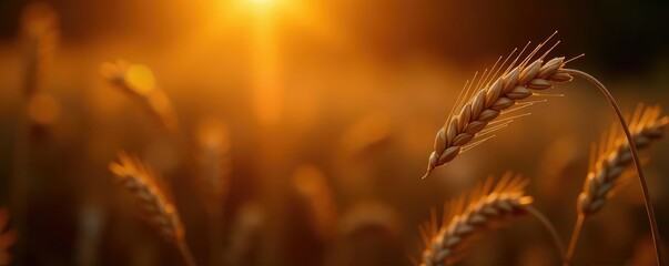 Wheat stalks with golden light behind them against a dark background, warm glow, earthy, harvest