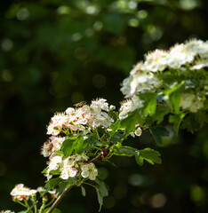 Spring Hawthorn Blossoms with Hoverfly.
A vibrant close-up of blooming hawthorn flowers with a...