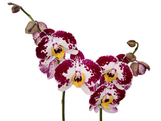  Orchid flower without background.