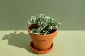 Home plant fittonia in a clay brown pot on a green background. Houseplants in a modern interior....
