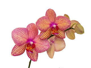  Orchid flower without background.