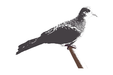  zebra dove illustration transparent background