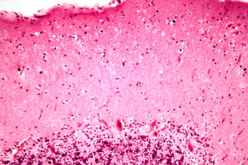Human motor cortex, photomicrograph showing pyramidal neurons in cortical layers responsible for voluntary movement control and motor coordination.