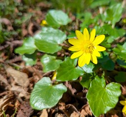 The first bright spring flowers and yellow flowers - spring buttercup or also called buttercup - are confirmed medicinal and somewhat poisonous plants from the buttercup family