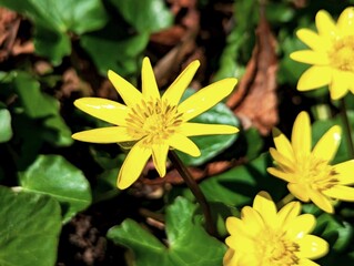 The first bright spring flowers and yellow flowers - spring buttercup or also called buttercup - are confirmed medicinal and somewhat poisonous plants from the buttercup family