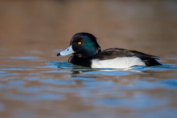 Tufted duck (Aythya fuligula) male swimming peacefully on a calm body of water. Captured in the wild, showcasing its striking plumage and distinctive golden eye.