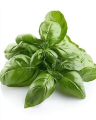 Obraz premium Fresh basil leaves vibrant green culinary herb aromatic plant ingredient for cooking and seasoning on white background studio shot close up