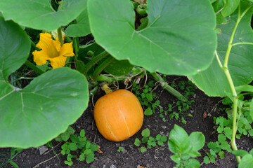 Obraz premium A vibrant pumpkin growing in a garden with yellow flower and leaves