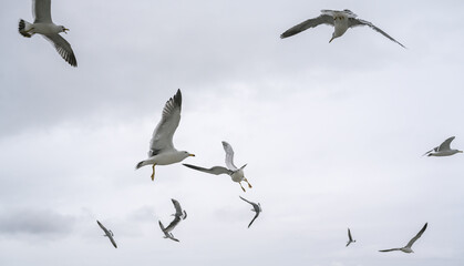 Seagulls frolic in the cloudy spring sky.