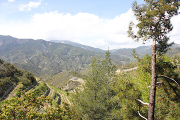 view of the mountains and pine tree and vineyards in Tsiakkas Winery in Cyprus on a sunny day