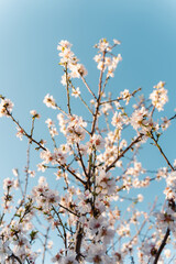cherry tree blossom