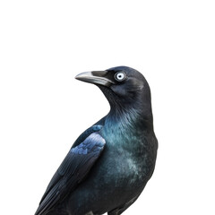 Obraz premium Great-tailed Grackle bird isolated on white background wildlife photography exotic bird black colorful feathers nature animals ornithology birdwatching avian fauna corvid crow raven wild animal