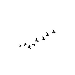 Group of birds in the sky, frozen in motion, ideal for minimalist and airy designs.