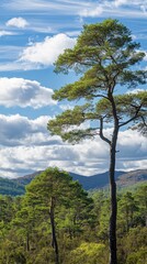 Obraz premium Majestic scots pine tree stands tall against a vibrant sky with fluffy clouds in a serene scottish landscape