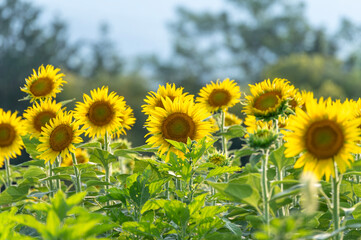 太陽に向かって咲くひまわり