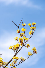 早春に咲くマンサクの花