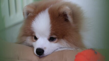 A sleepy Pomeranian dog resting its head on a soft pillow at home, looking calm and peaceful. Captured on 10 April 2025 in Bangkok, Thailand. The fluffy pet dog enjoys a quiet moment in a cozy indoor 