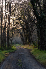 朝日が差し込む森の中の道