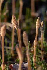 田んぼの畦道に生えた土筆