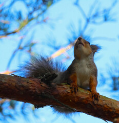 A squirrel sits in a tree and looks up at the top of the tree looking for cones.