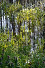 雨後の水たまりに浸かる草原