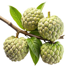 Obraz premium Closeup of Cherimoya Fruits on Branch with Lush Green Leaves Isolated on Trensprent Background png