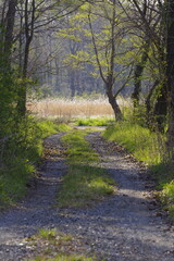 朝日が差し込む春の林道