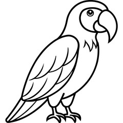 Clean Macaw Line Drawing Vector