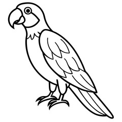 Clean Macaw Line Drawing Vector